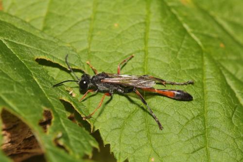Ammophila heydeni